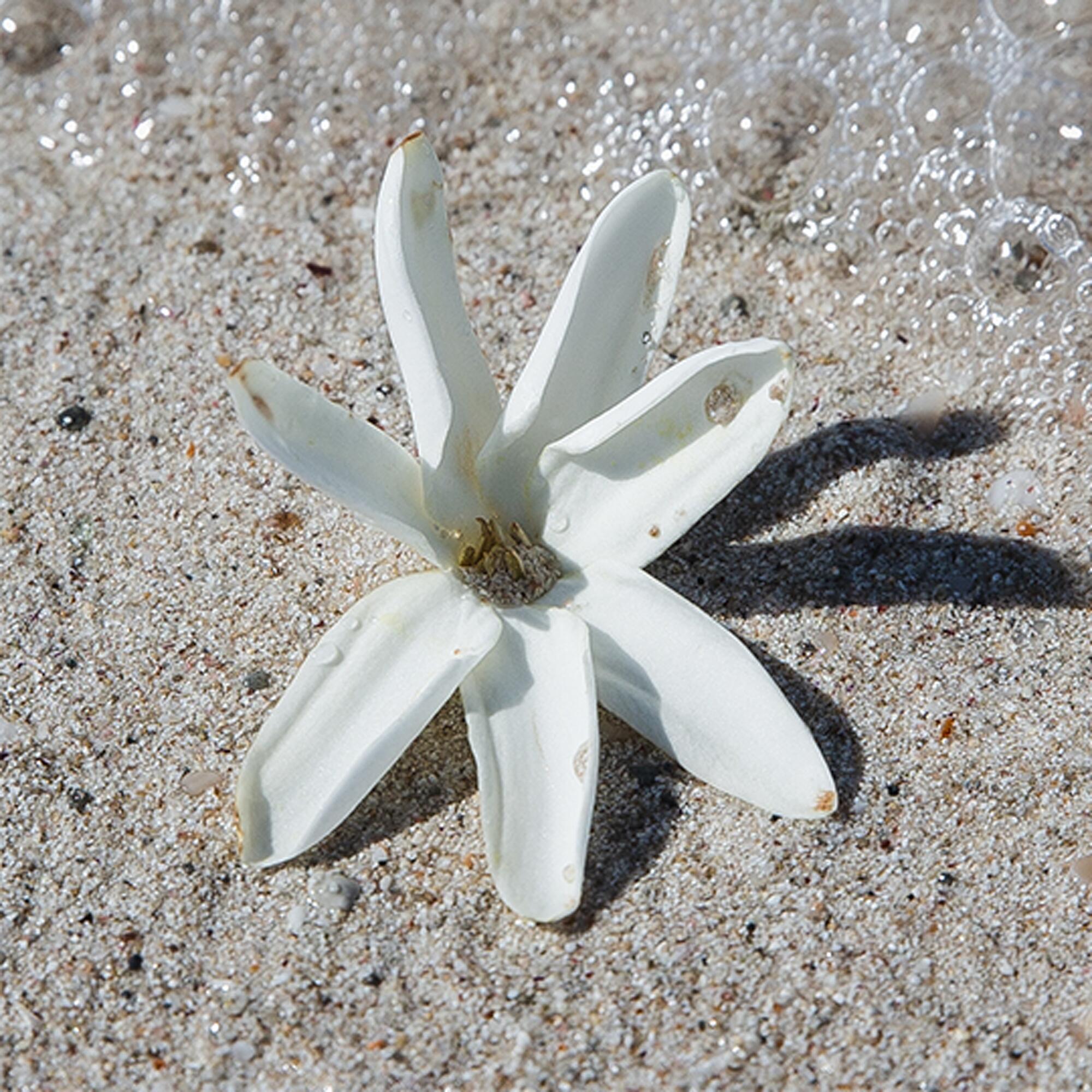 <span class="ezstring-field">KL_Gamme_ Ingredient_monoi_2000x2000_2021_365X460</span>